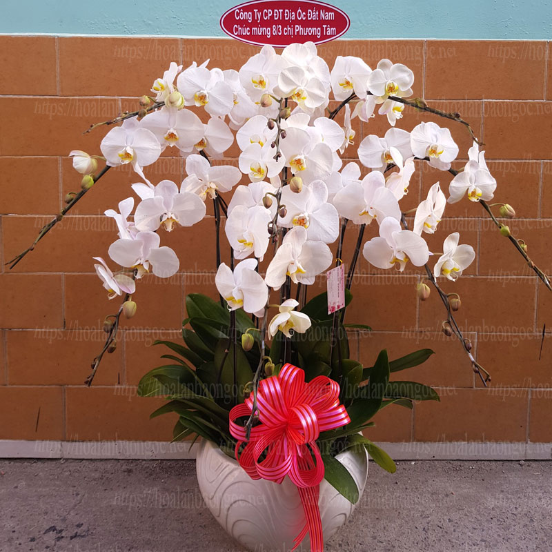 Chậu hoa lan hồ điệp trắng chúc mừng Quốc Tế Phụ Nữ 8.3