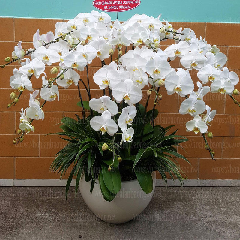 Chậu hoa lan trắng gởi tặng đối tác