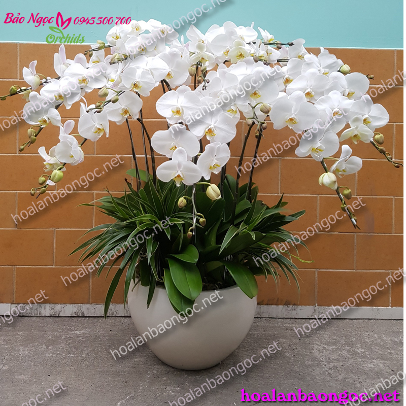 Chậu hoa phong lan hồ điệp trắng chúc mừng khai trương, hoa phong lan trắng đẹp
