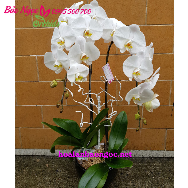 Chậu lan hồ điệp mừng sinh nhật bạn gái