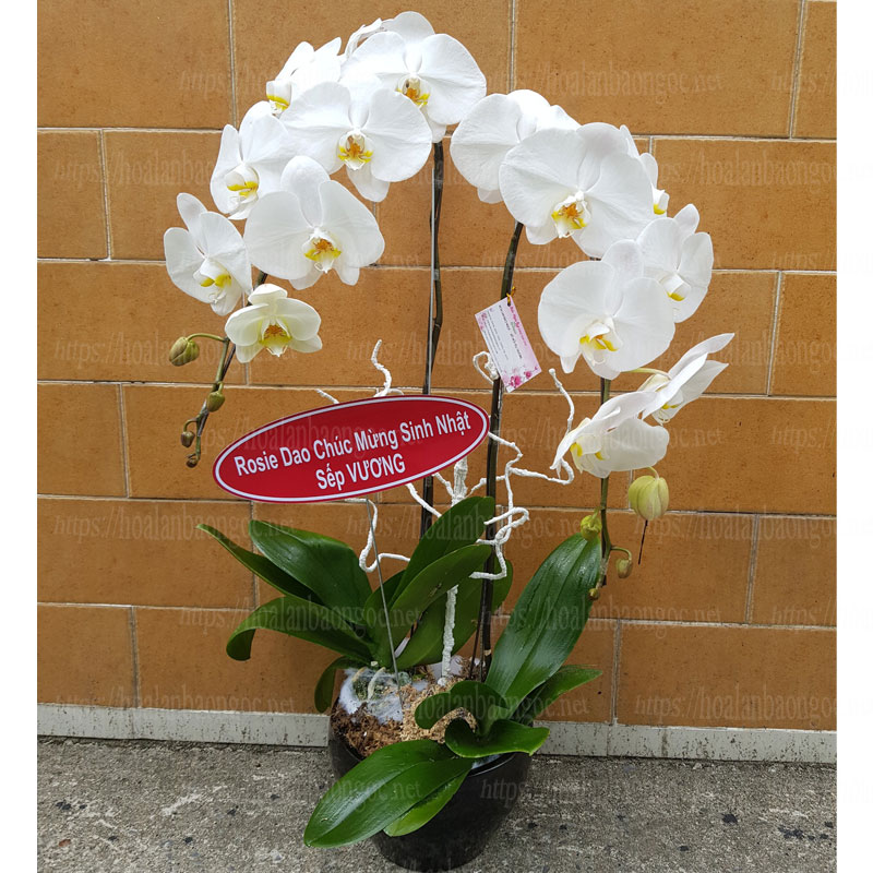 Chậu hoa lan trắng chúc mừng sinh nhật Sếp