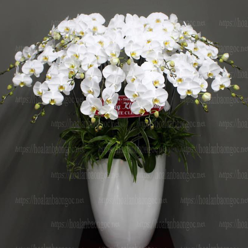 Chậu hoa lan hồ điệp trắng chúc mừng khai trương tặng khách hàng ở quận 1 Hồ Chí Minh