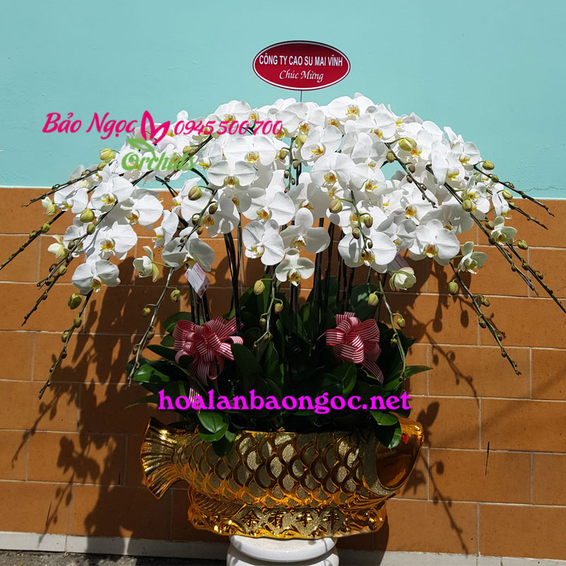 Hoa lan hồ điệp ghép Chậu cá chép hóa rồng