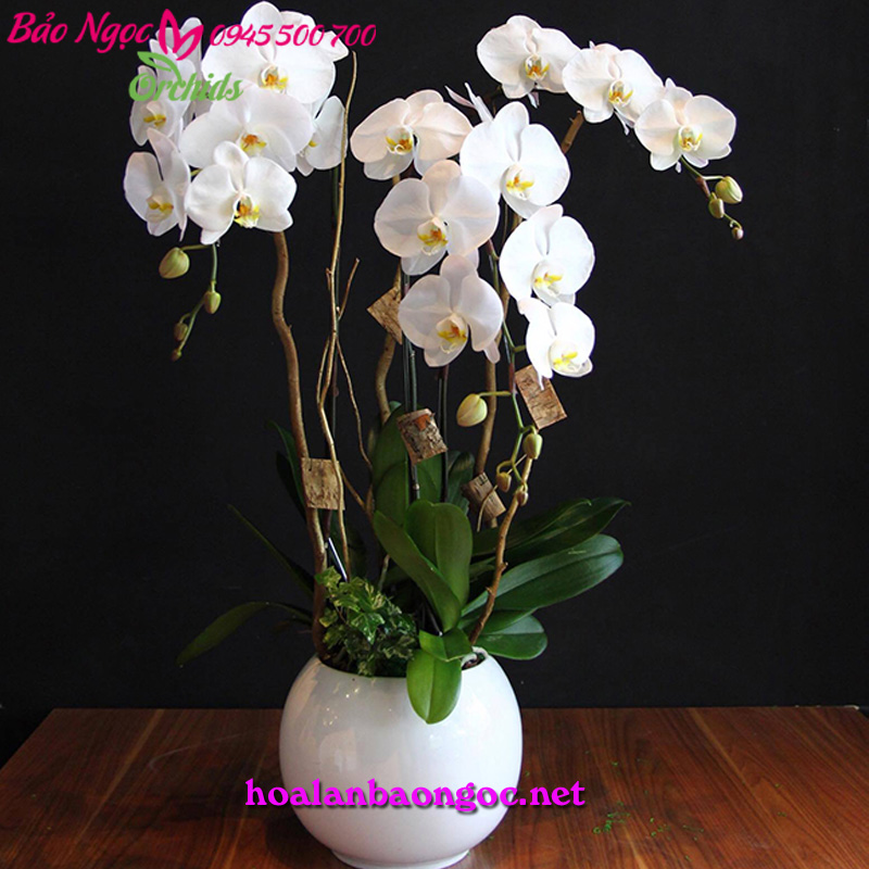 Hoa lan trắng ghép chậu nghệ thuật