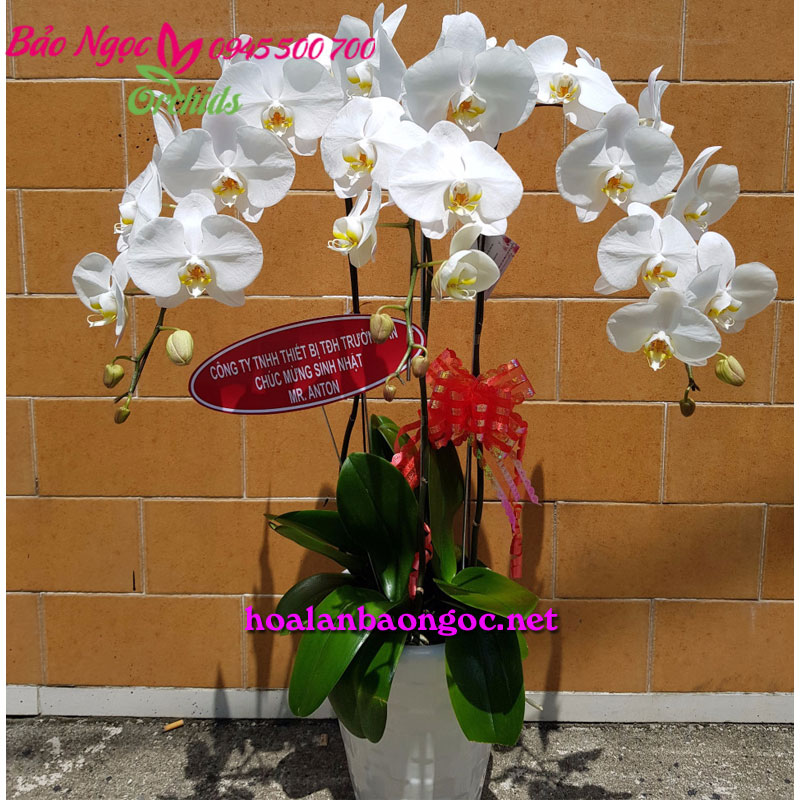 Chậu lan hồ điệp trắng chúc mừng sinh nhật