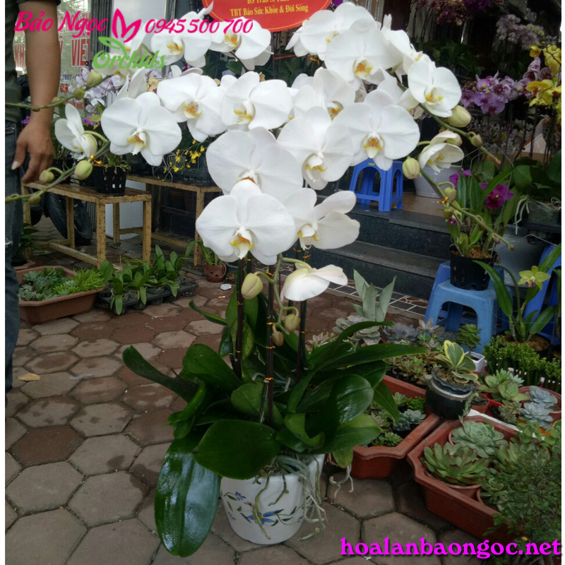 Vườn hoa lan hồ điệp ở Hà Nội
