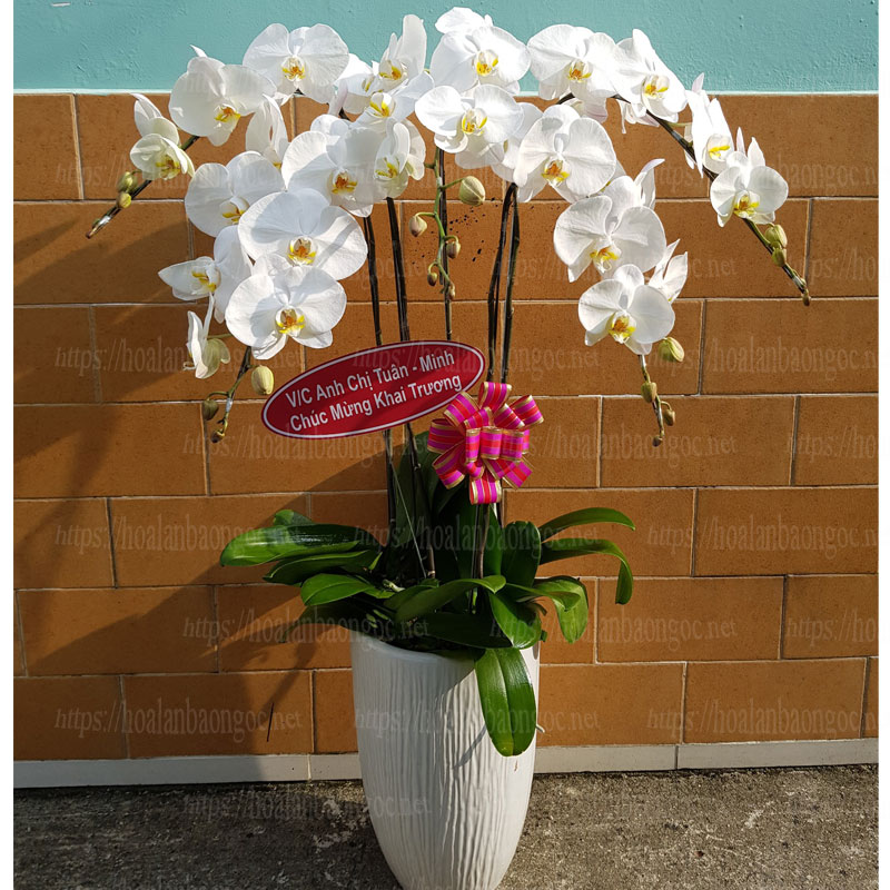 Lan hồ điệp trắng ghép chậu sứ cao