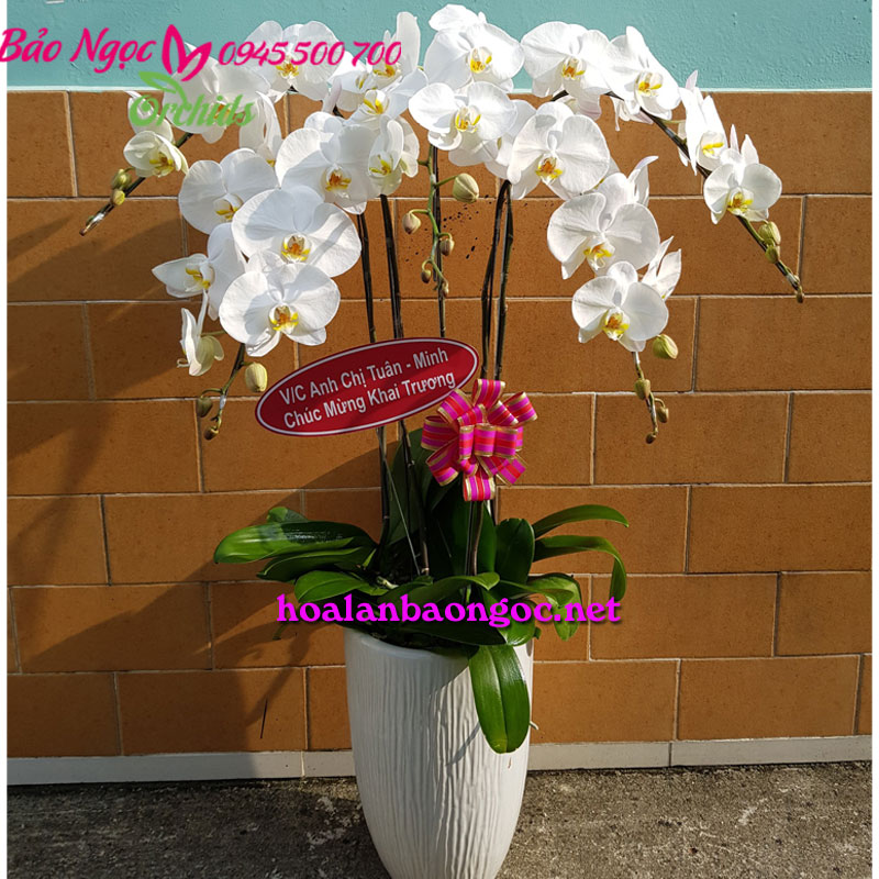 Chậu hoa lan hồ điệp trắng chúc mừng khai trương