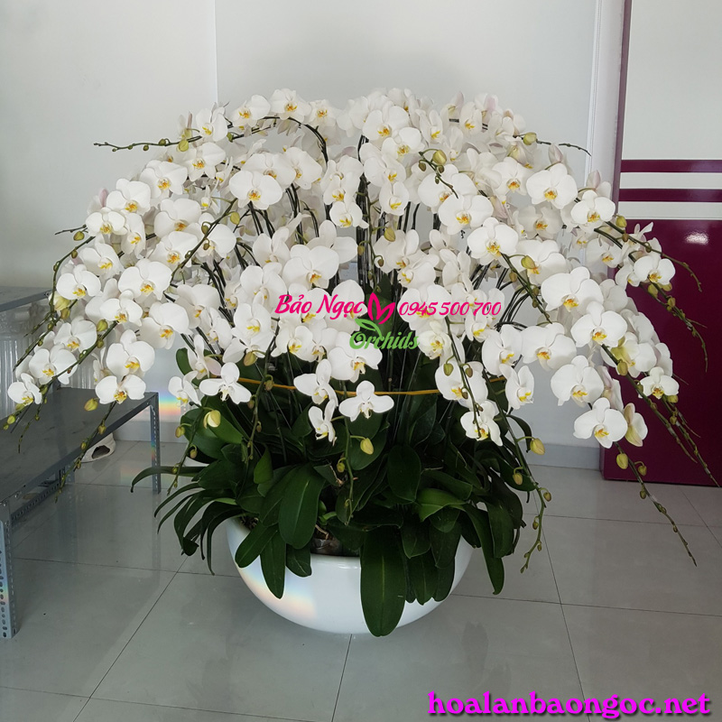 Shop hoa lan hồ điệp ở Biên Hòa Đồng Nai
