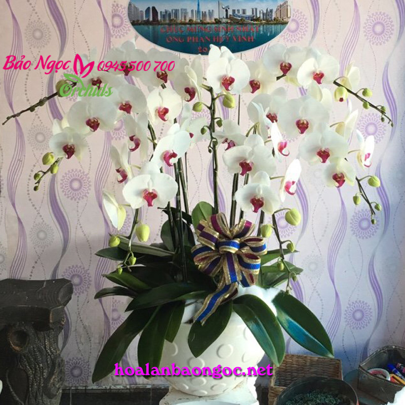 Chậu hoa lan hồ điệp trắng nhụy đỏ