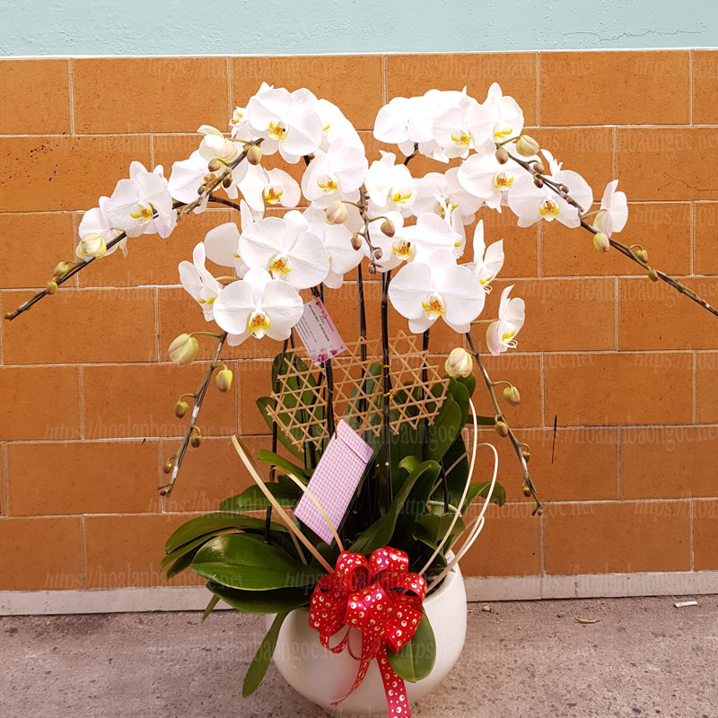 Chậu lan hồ điệp trắng tặng bạn gái