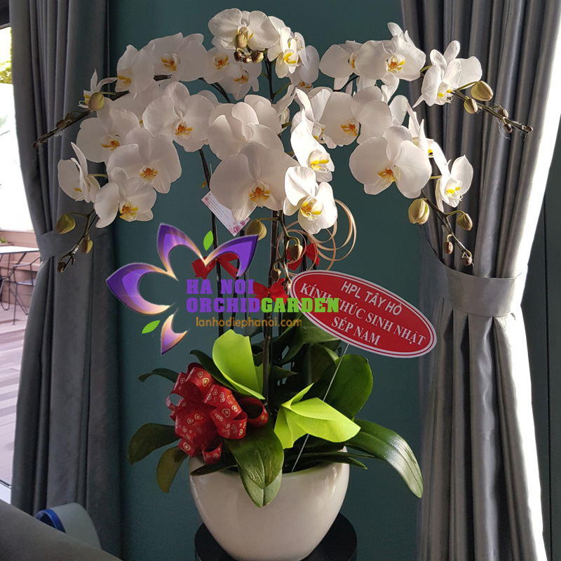 Chậu hoa lan hồ điệp trắng mừng sinh nhật