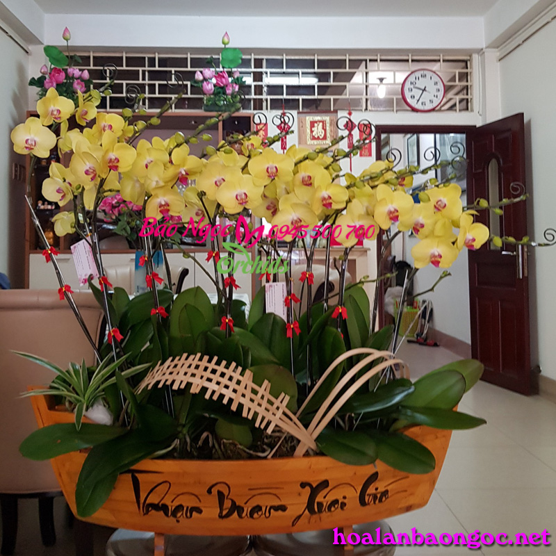 Chậu lan hồ điệp vàng thuyền gỗ