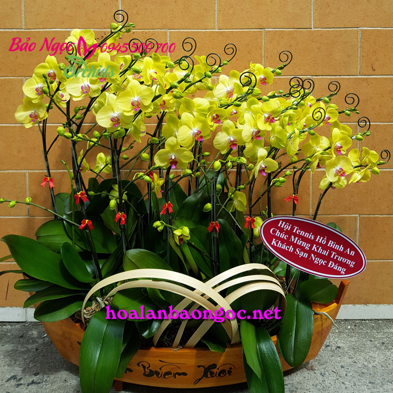 Thuyền hoa lan hồ điệp chúc mừng khai trương