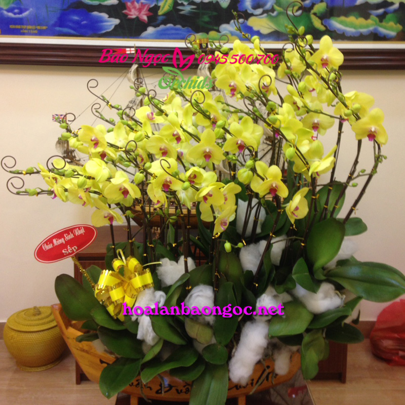 Chậu lan hồ điệp vàng ghép chậu thuyền gỗ