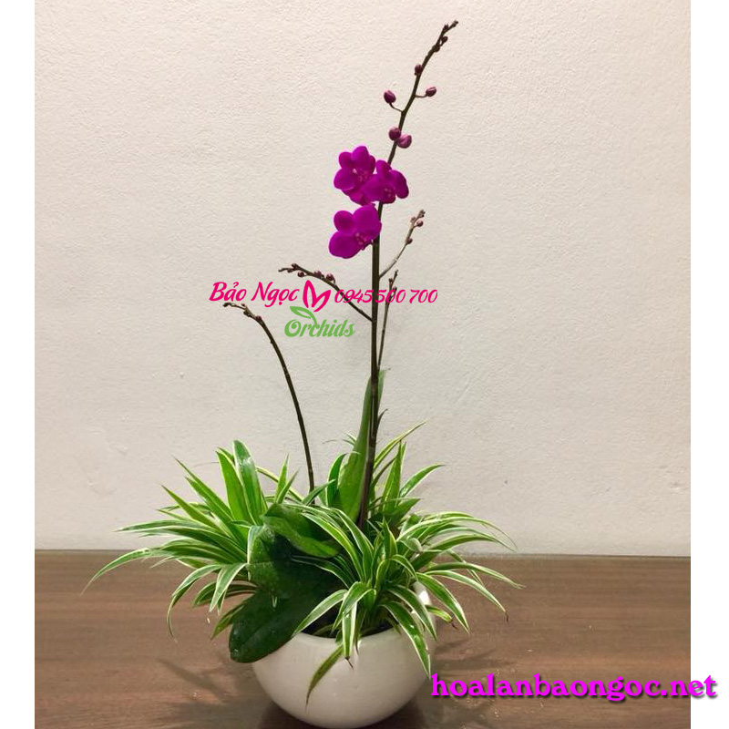 Chậu lan tiểu hồ điệp mini