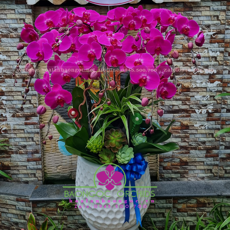 Chậu lan hồ điệp tím