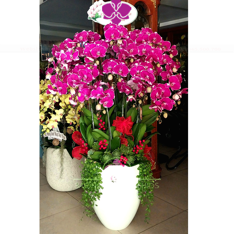 Hoa lan hồ điệp tím ghép chậu cao HDD-2003A