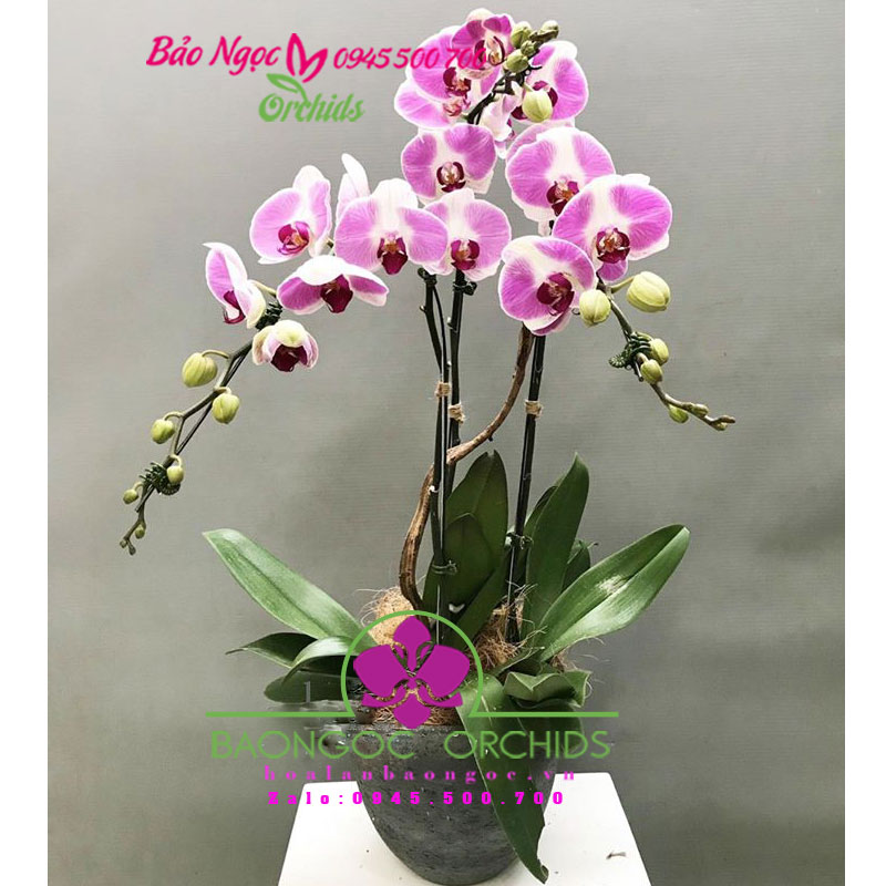 Chậu lan hồ điệp để bàn làm việc