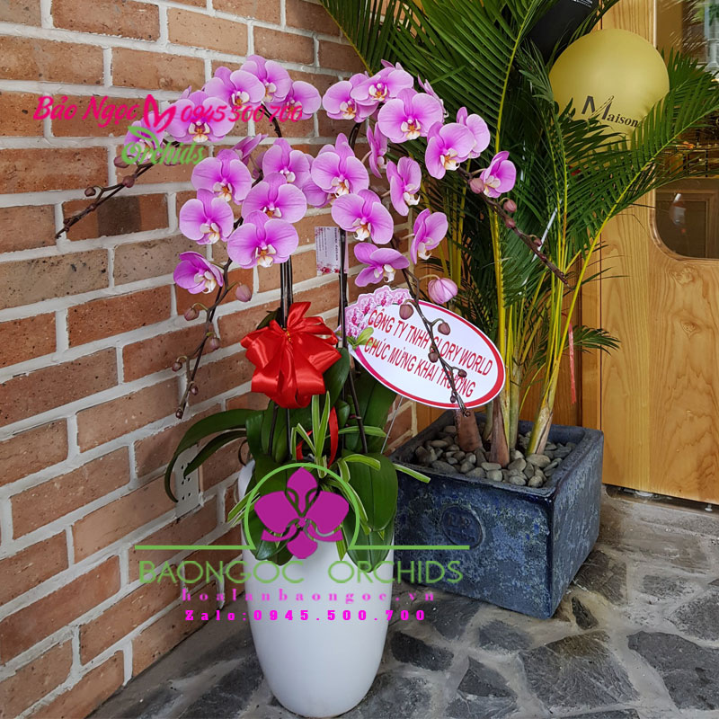 Chậu hoa phong lan hồng mừng khai trương