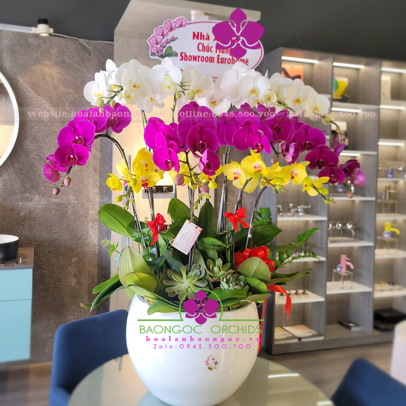 Chậu hoa lan đẹp mừng khai trương HDS-1225A