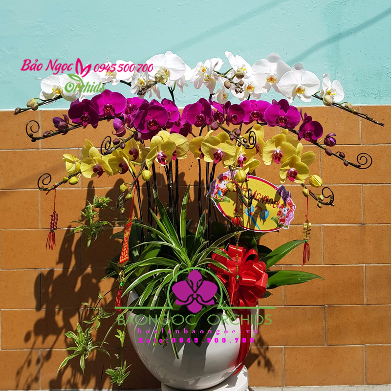 Chậu lan hồ điệp chúc Tết Sếp