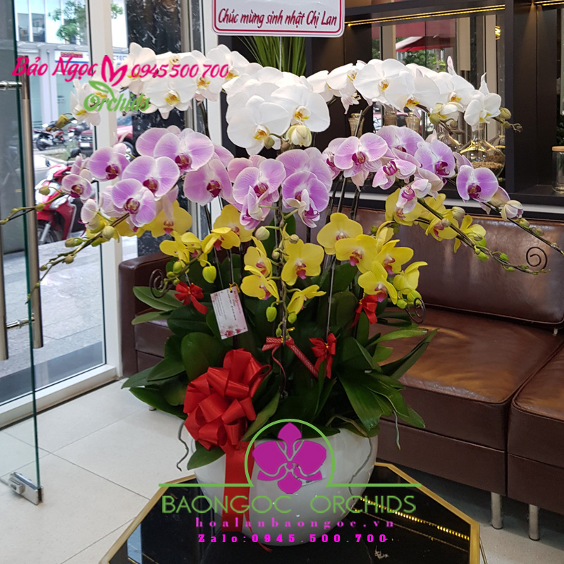 Chậu hoa phong lan hồ điệp văn phòng