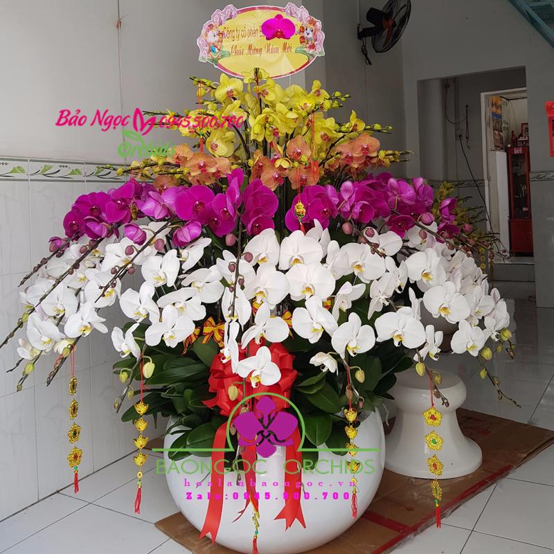 Chậu hoa lan hồ điệp chúc Tết khách hàng
