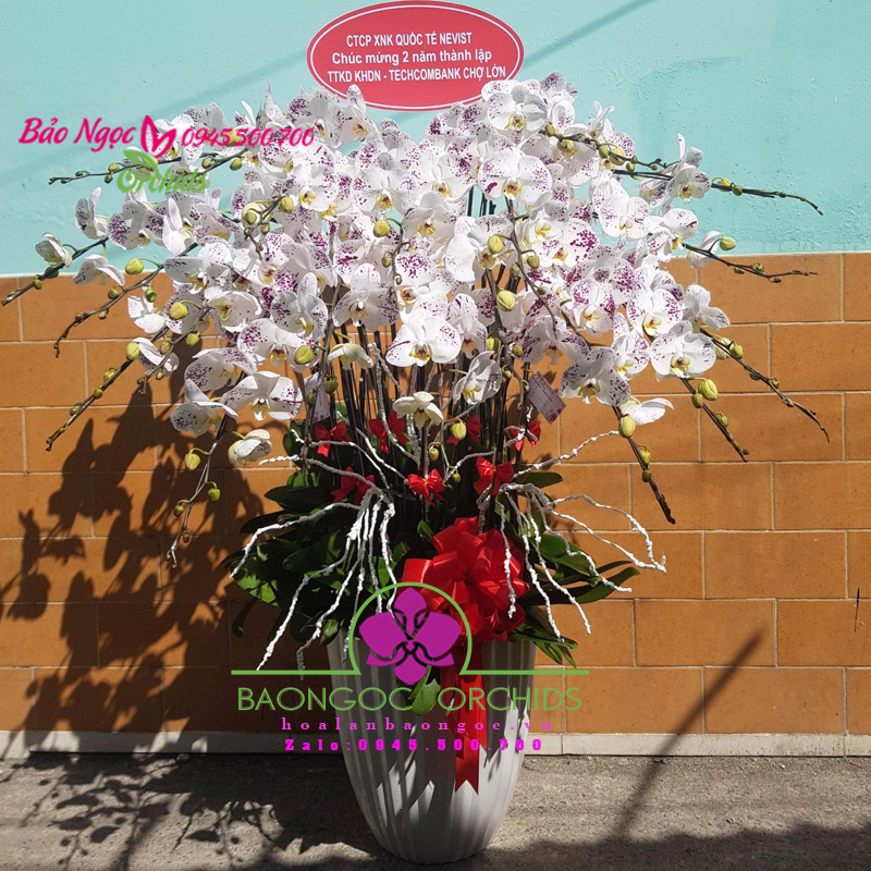 Chậu hoa lan hồ điệp màu mới lạ