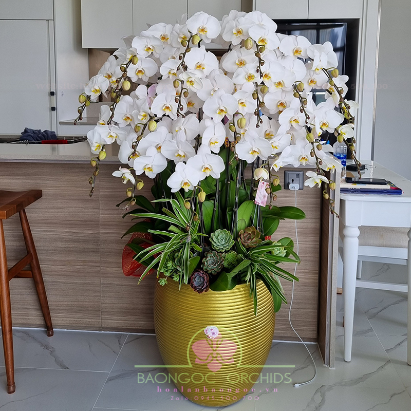 Chậu lan hồ điệp trắng