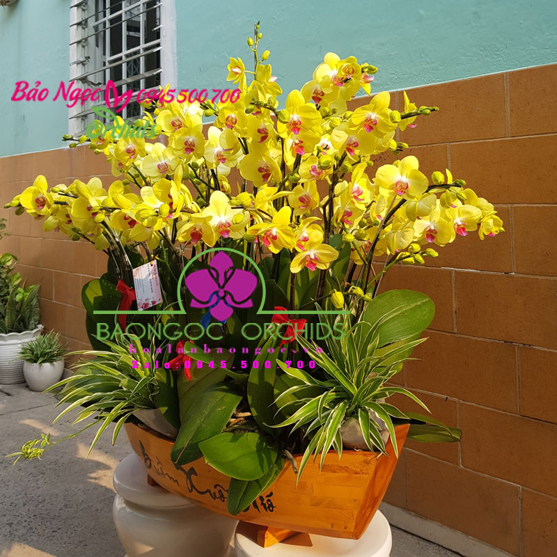 Thuyền hoa lan hồ điệp mừng khai trương ở Q2 HCM