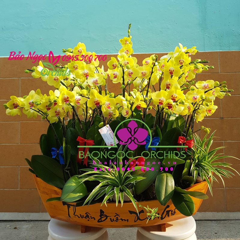 Thuyền lan hồ điệp vàng