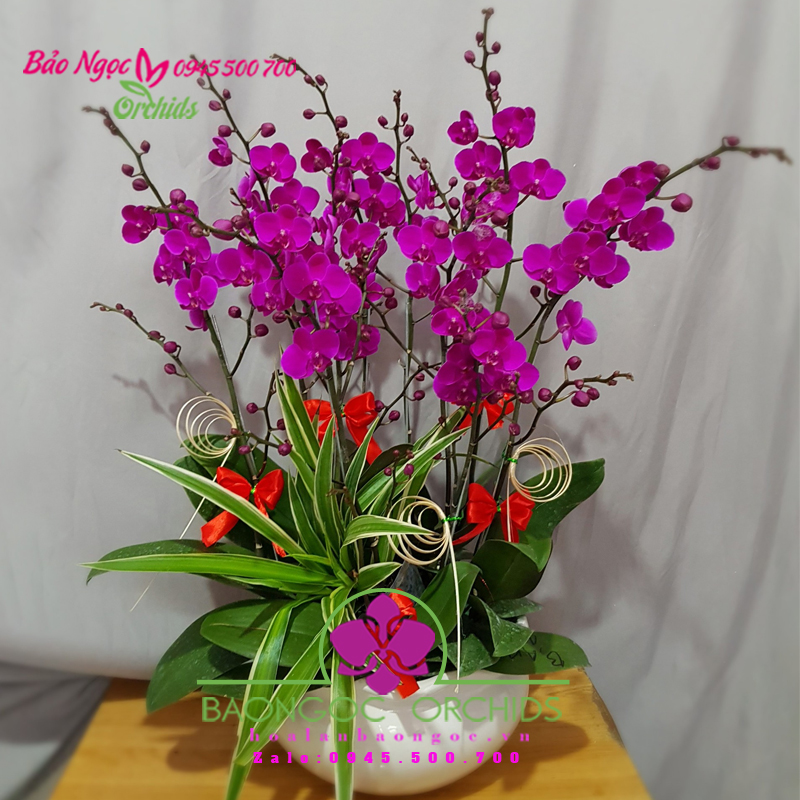 Chậu hoa phong lan mini tím