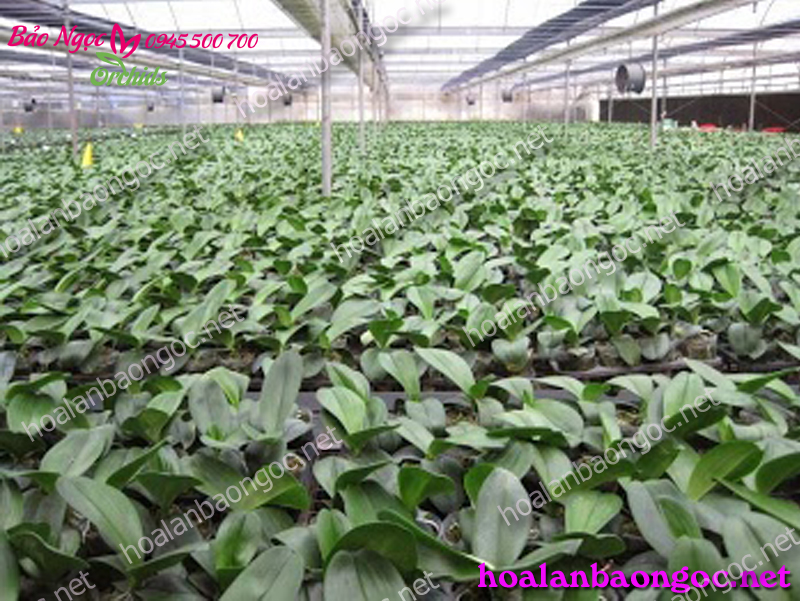 hoa lan bảo ngọc