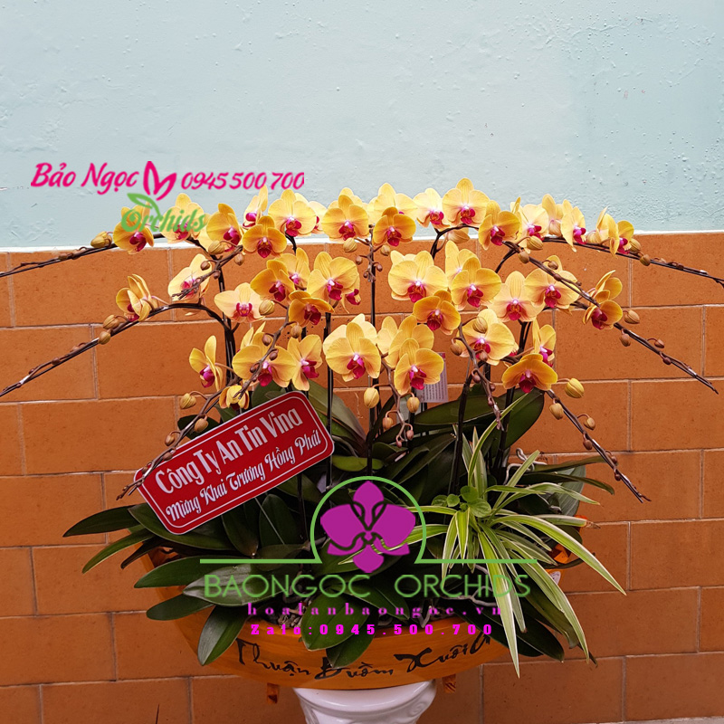 Chậu hoa lan hồ điệp ghép thuyền gỗ