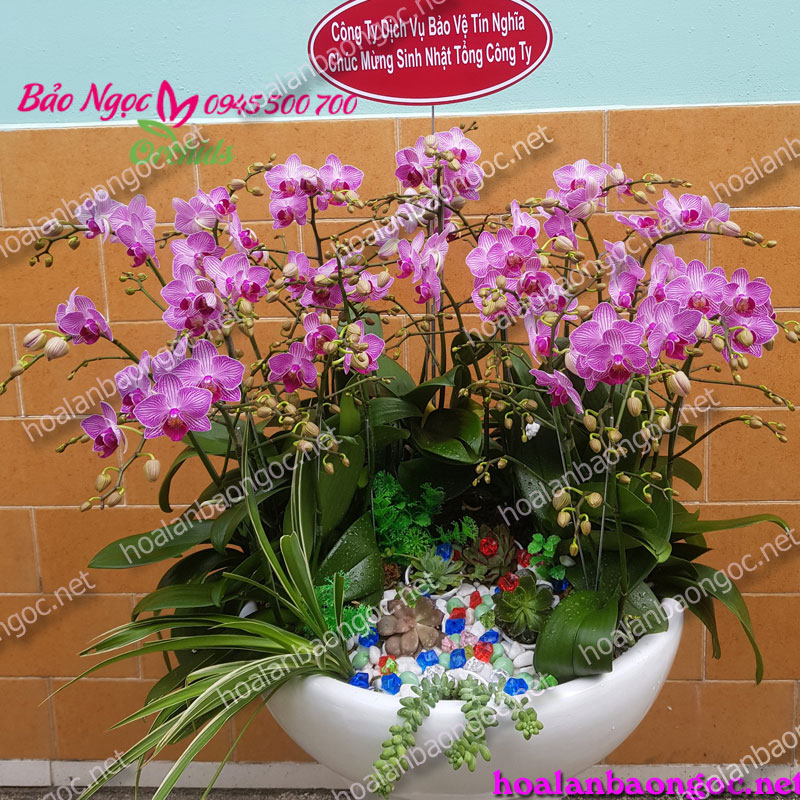 Chậu hoa phong lan ghép chậu Bonsai
