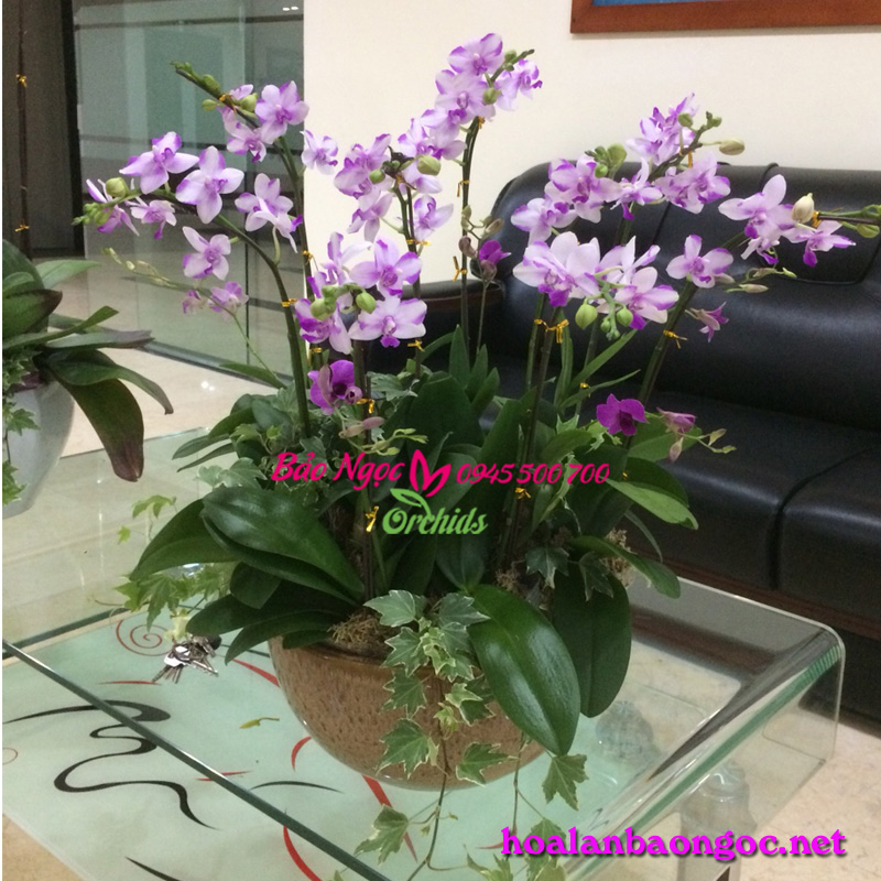 Hoa phong lan tặng mẹ ngày PNVN 20/10 tại quận 2 Sài Gòn