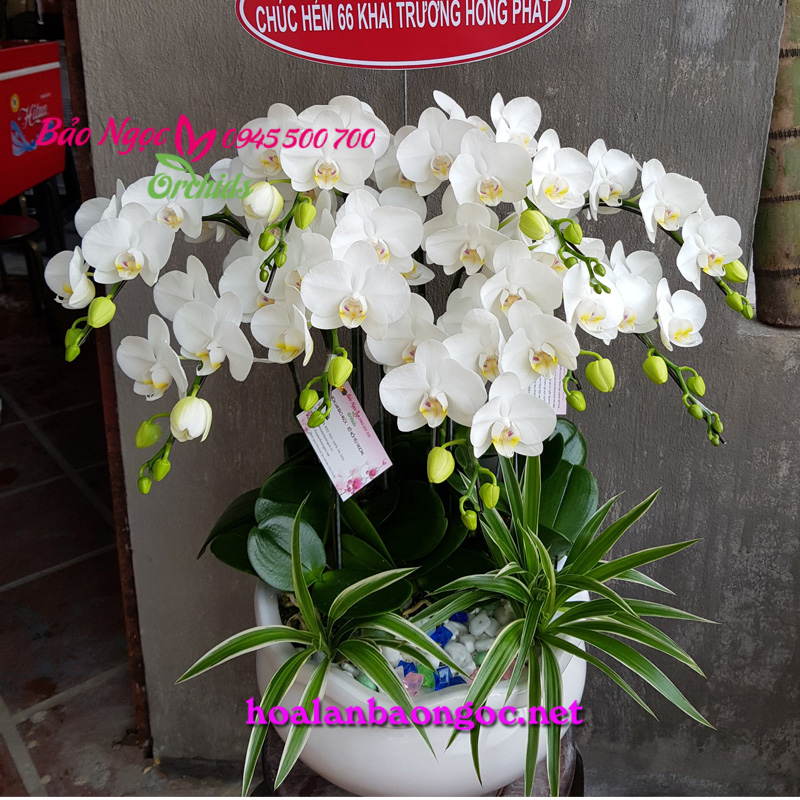 Chậu hoa phong lan tiểu trắng tinh khôi