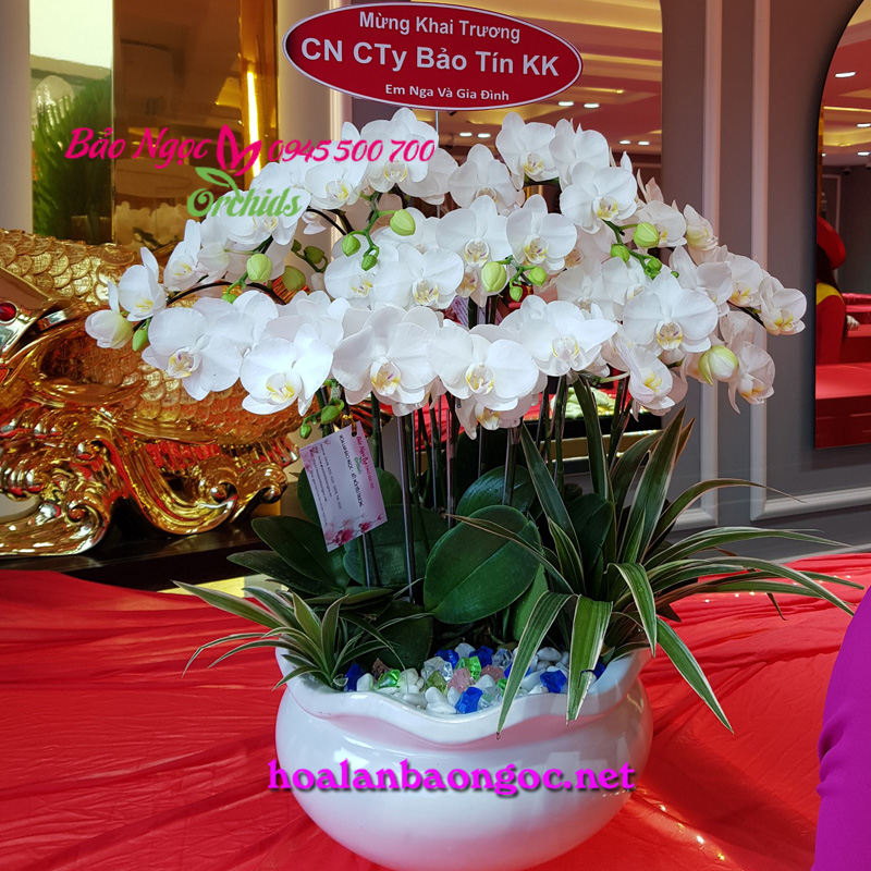 Chậu hoa lan tiểu hồ điệp mừng khai trương ở Phú Mỹ Hưng quận 7 HCM