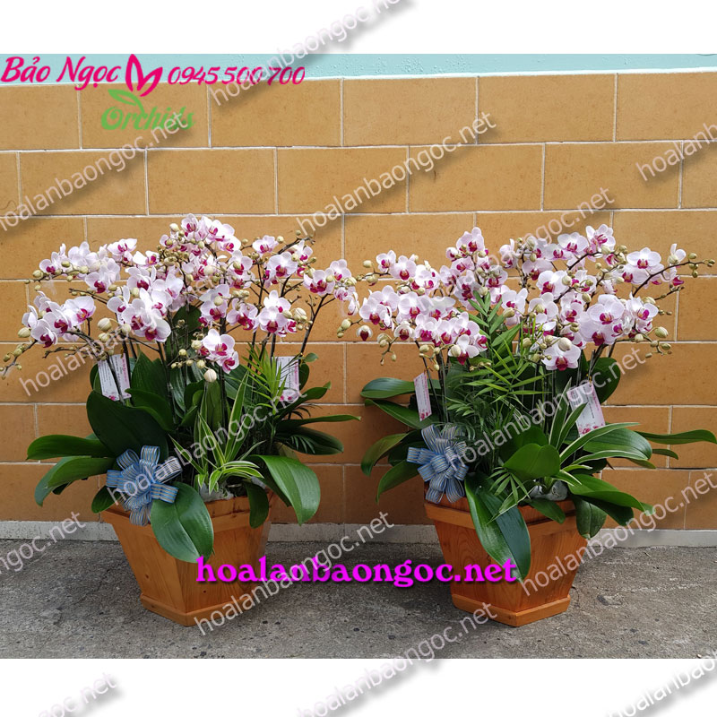 Chậu hoa phong lan mini chúc mừng sinh nhật khách hàng tại Thủ Thiêm quận 2 Sài Gòn