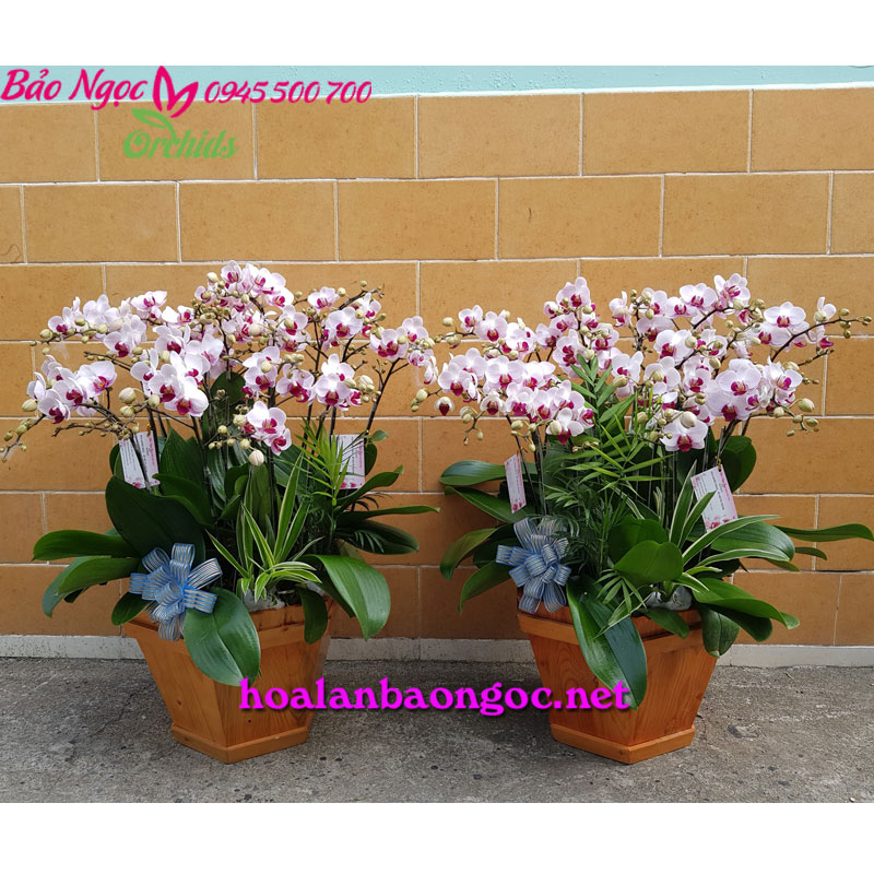 Hoa lan tiểu hồ điệp ghép chậu gỗ