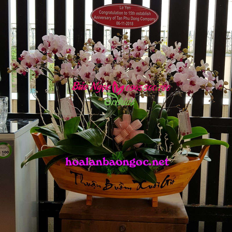 Chậu hoa lan tiểu hồ điệp ghép thuyền gỗ