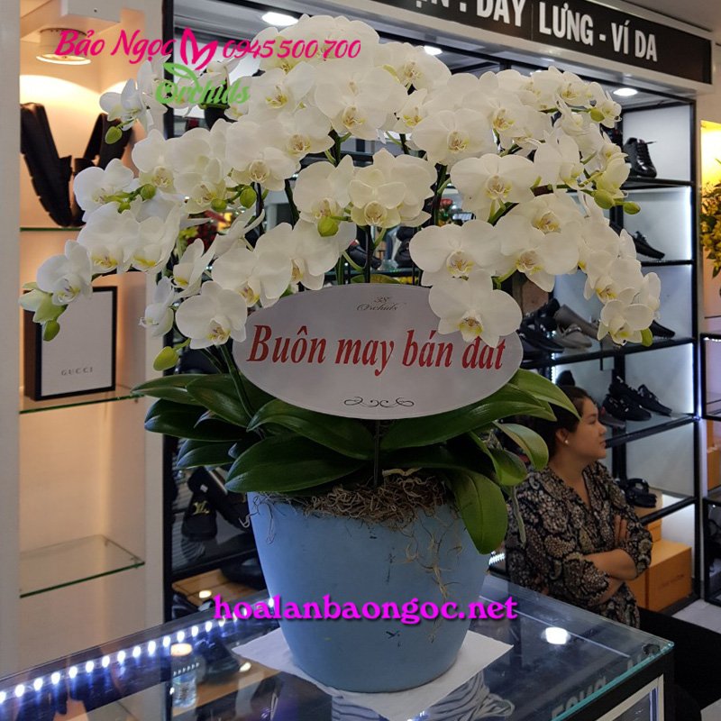 Chậu hoa lan tiểu hồ điệp mừng khai trương