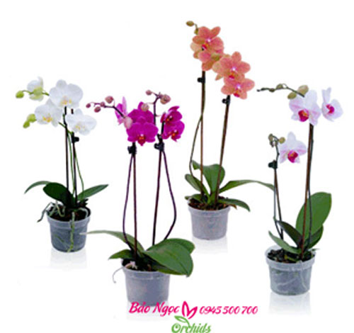 trồng lan hồ điệp bằng than củi