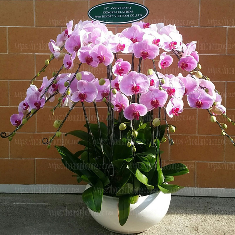 giá chậu lan hồ điệp hồng