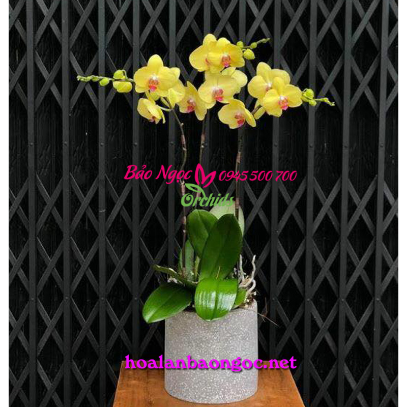 chậu hoa lan hồ điệp vàng 3 nhánh HDV-0310