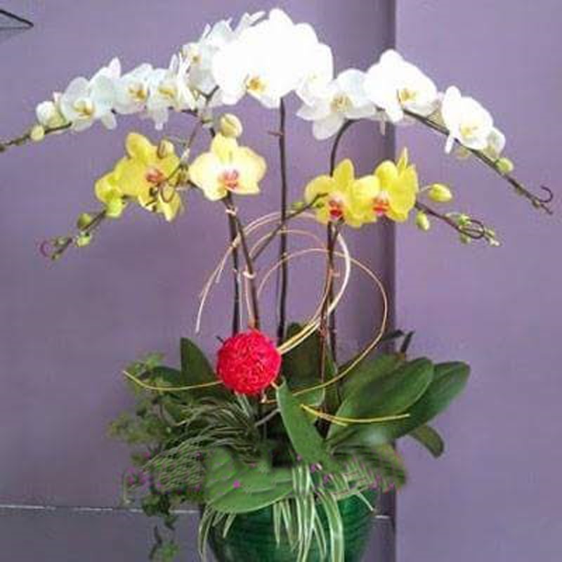 chậu hoa lan đẹp 5 cành