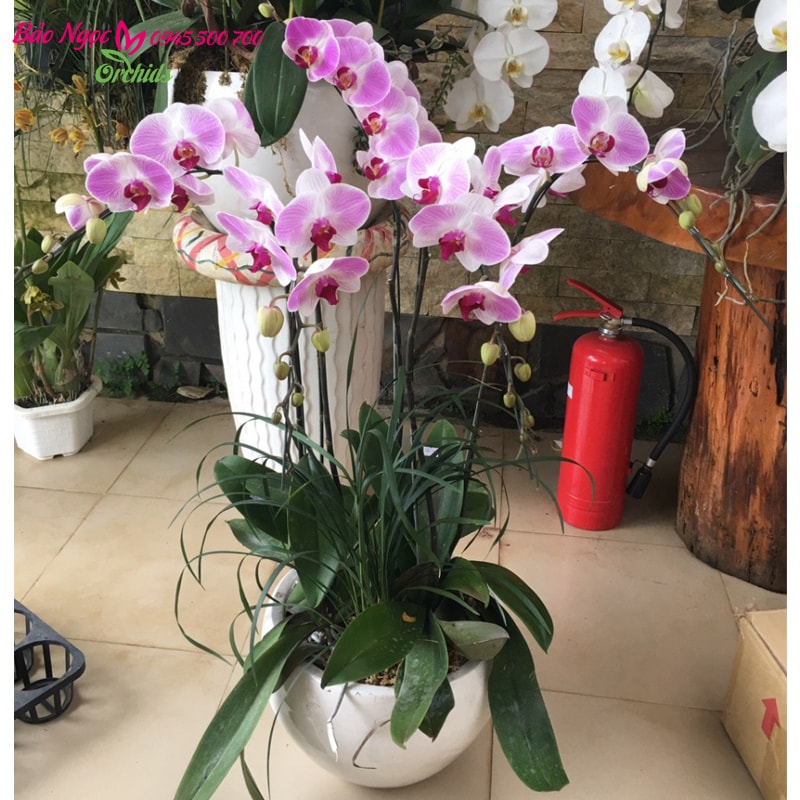 Chậu hoa lan hồ điệp 5 cành nhỏ gọn nên thích hợp đặt tại bàn làm việc ,bàn tiếp khách hay phòng riêng,giúp bạn có cảm giác thư thái và màu hồng của hoa lan sẽ kích thích sự lạc quan trong bạn HDH-0501