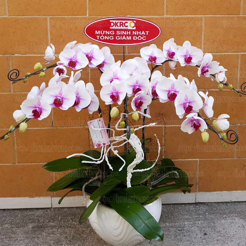 Chậu lan hồ điệp trắng nhụy tím