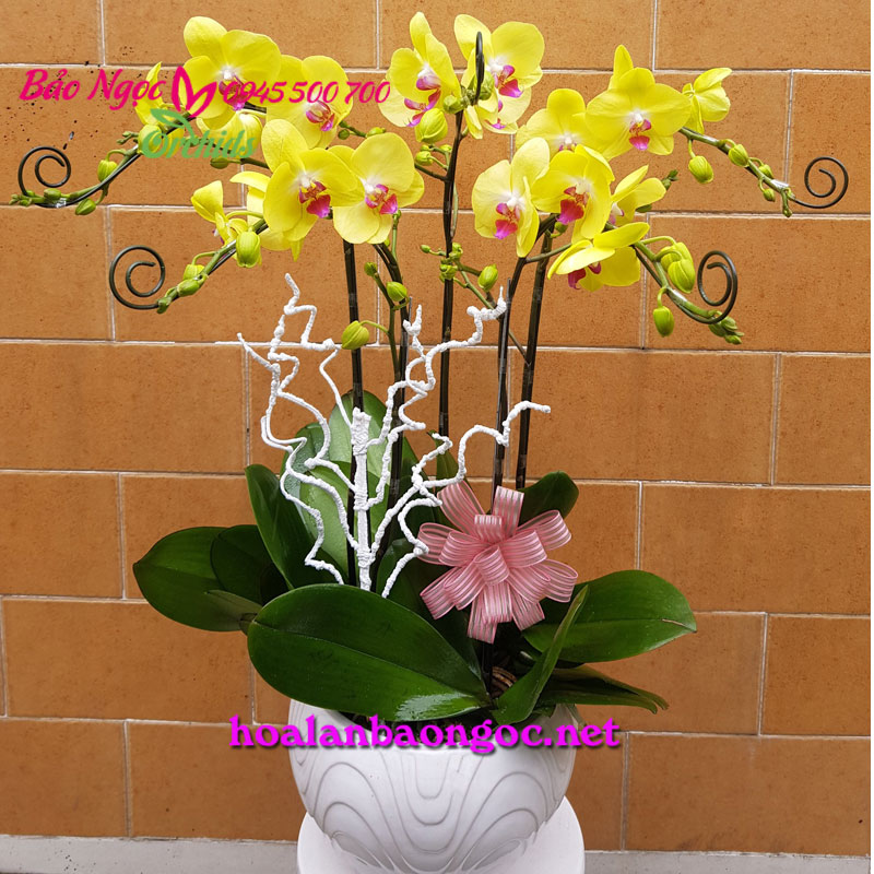 Chậu hoa lan chúc mừng ngày Báo Chí Cách Mạng Việt Nam